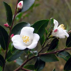 Camelia transnokoensis